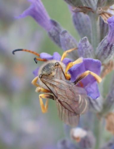 Réf. 239 470 : Halictus sexcinctus